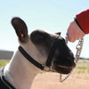Sheep Nylon Halter