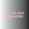 Animal Evaluation